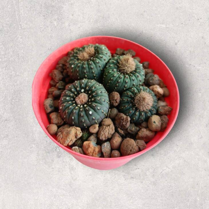 Frailea castanea-8,5 cm saksı-çoklu-ref 10B/22
