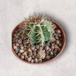 Melocactus sp.-8,5 cm saksı-ref 10B/22