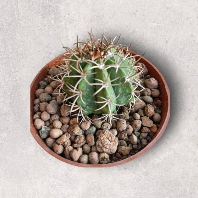 Melocactus sp.-8,5 cm saksı-ref 10B/22