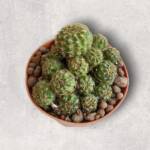 Lobivia arachnacantha-8,5 cm saksı-ref 10B/22