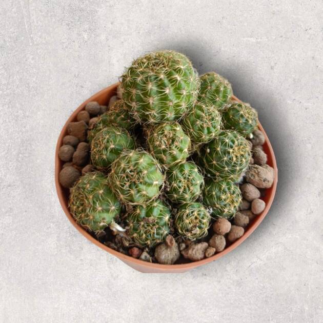 Lobivia arachnacantha-8,5 cm saksı-ref 10B/22