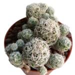 Mammillaria vetula ssp. gracilis-8,5 cm saksı-ref 10B/12