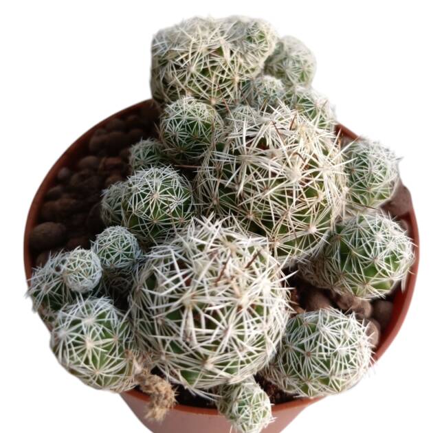 Mammillaria vetula ssp. gracilis-8,5 cm saksı-ref 10B/12