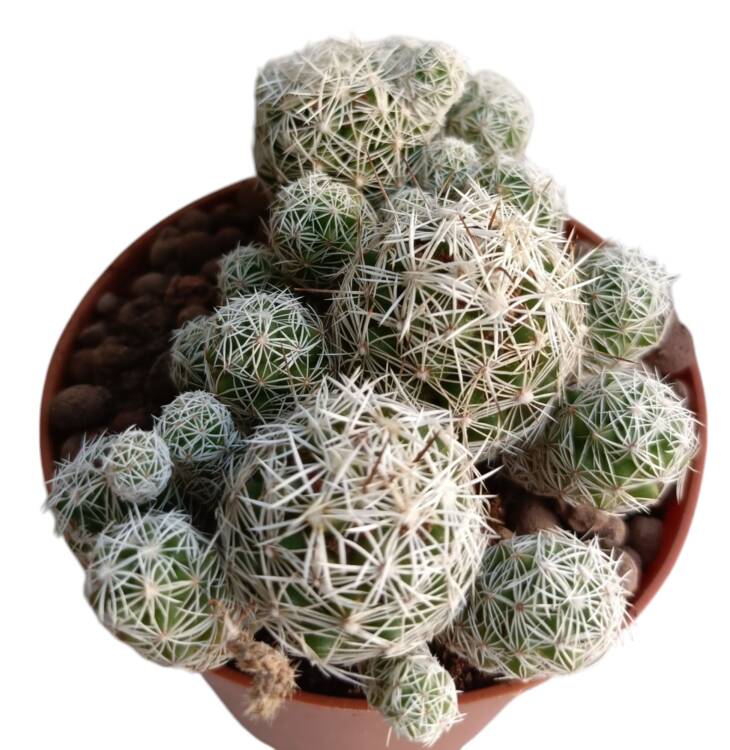 Mammillaria vetula ssp. gracilis-8,5 cm saksı-ref 10B/12