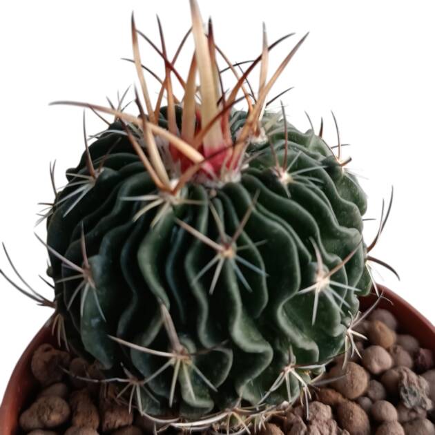 Echinofossulocactus lamellosus-8,5 cm saksı-ref 10B/12
