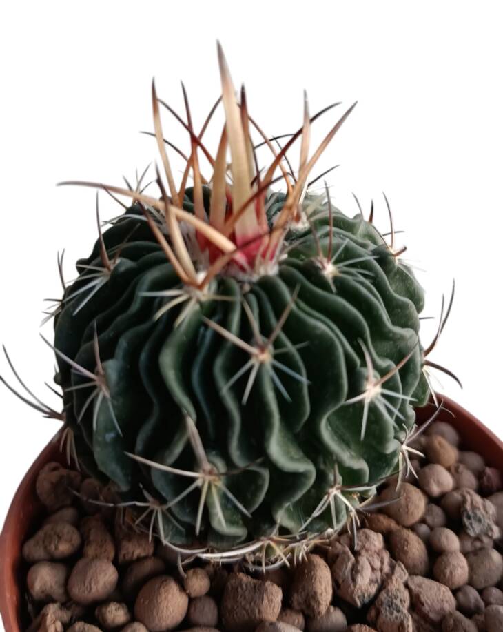 Echinofossulocactus lamellosus-8,5 cm saksı-ref 10B/12