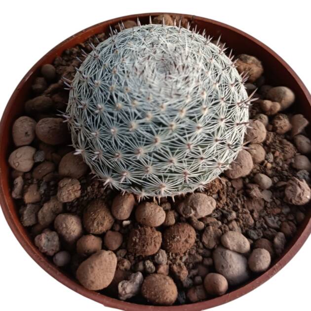 Rebutia minuscula-8,5 cm saksı-ref 10B/12