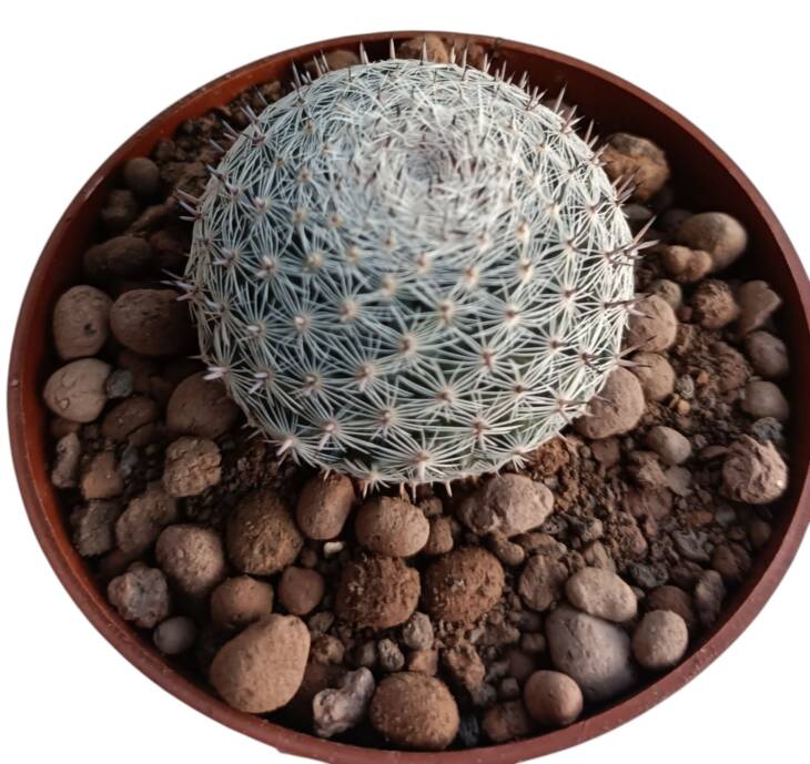 Rebutia minuscula-8,5 cm saksı-ref 10B/12