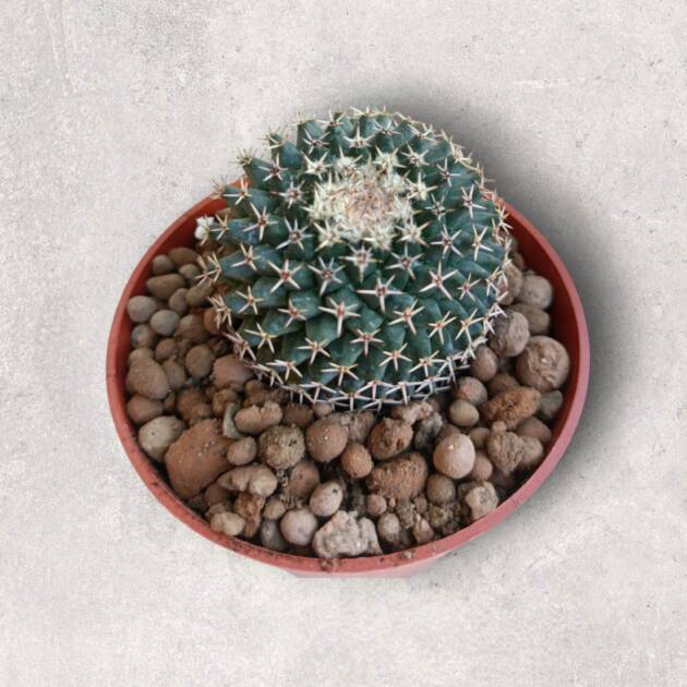 Mammillaria formosa-8,5 cm saksı-ref 10B/22