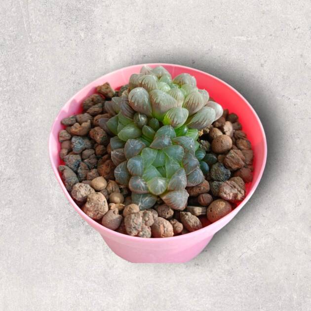 Haworthia cooperi-8,5 cm saksı-ref 10B/22