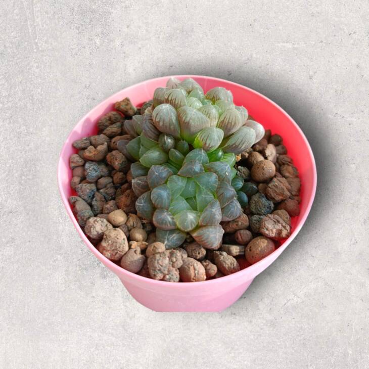 Haworthia cooperi-8,5 cm saksı-ref 10B/22