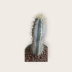 Pilosocereus glaucescens-10,5 cm saksı-ref 02A/35