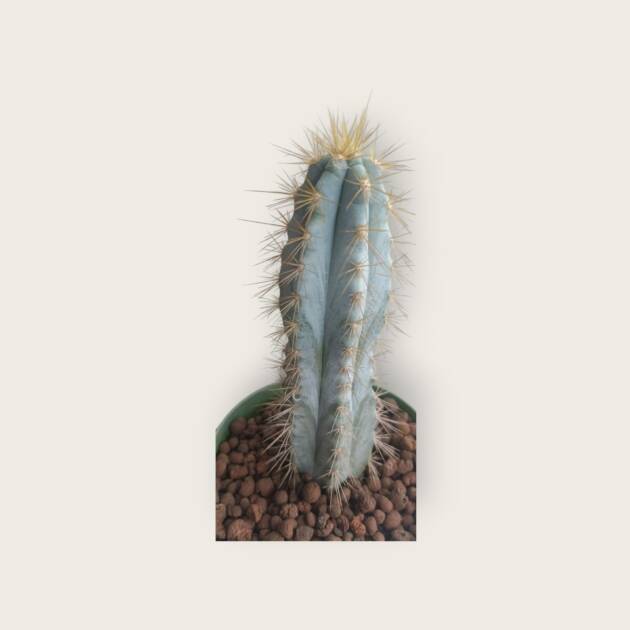 Pilosocereus glaucescens-10,5 cm saksı-ref 02A/35