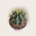 Ferocactus sp.-10,5 cm saksı-ref 02A/35