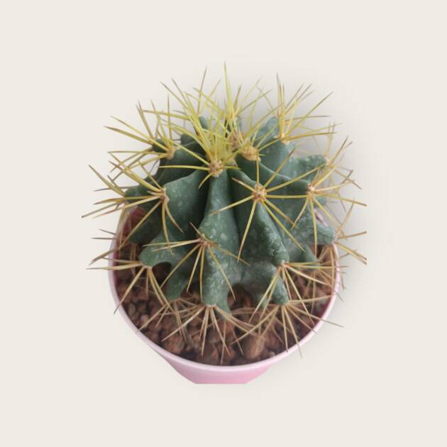 Ferocactus sp.-10,5 cm saksı-ref 02A/35