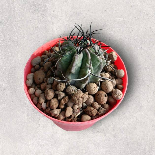 Eriosyce Neoporteria clavat-8,5 cm saksı-ref 10B/22
