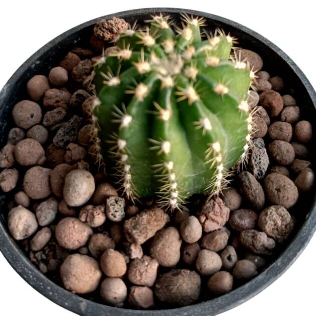 Echinopsis-schick-hybrid-85 cm skası-ref 10B/12