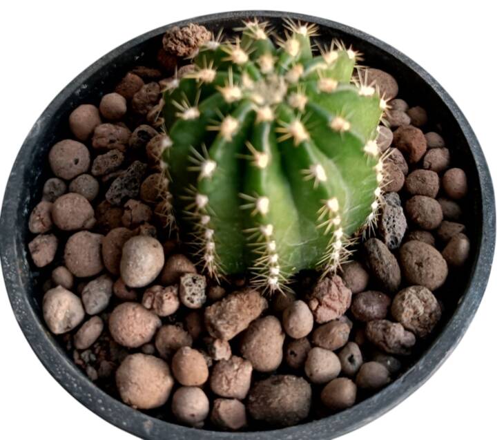 Echinopsis-schick-hybrid-85 cm skası-ref 10B/12