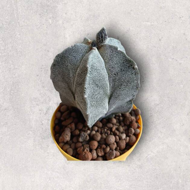 Astrophytum myriostigma-8,5 cm saksı-ref 10B/22