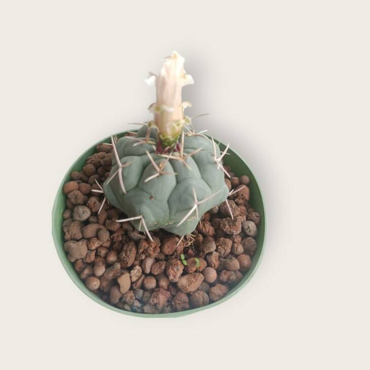 Thelocactus-10,5 cm saksı-ref 02A/35