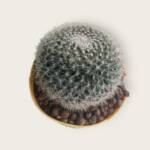 Mammillaria sp.-10,5 cm saksı-ref 02A/35