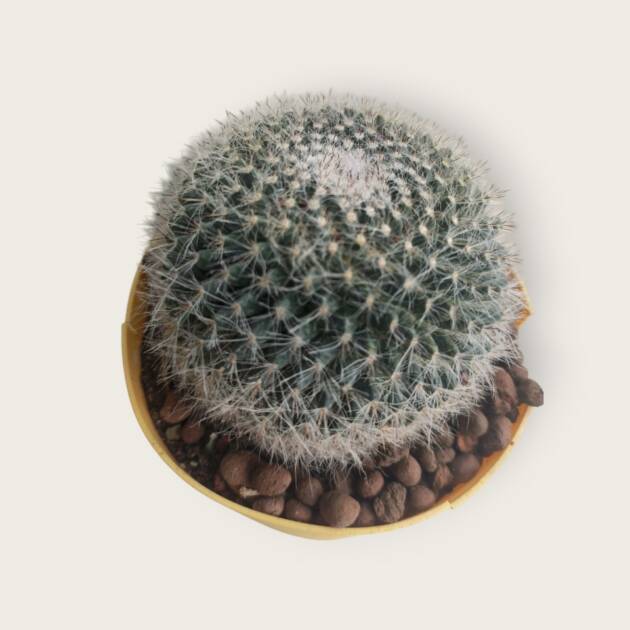 Mammillaria sp.-10,5 cm saksı-ref 02A/35