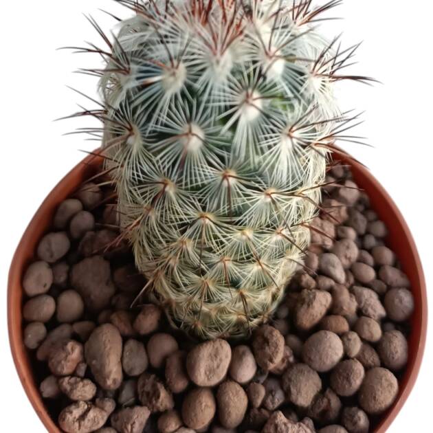 Mammillarias sp.-8,5 cm saksı-ref 10B/12