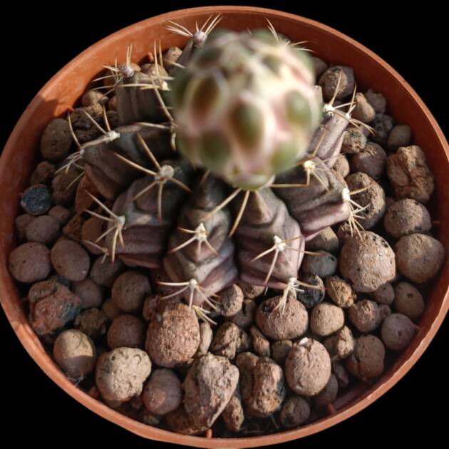 Gymnocalycium mihanovichii-8,5 cm saksı-ref 10B/22