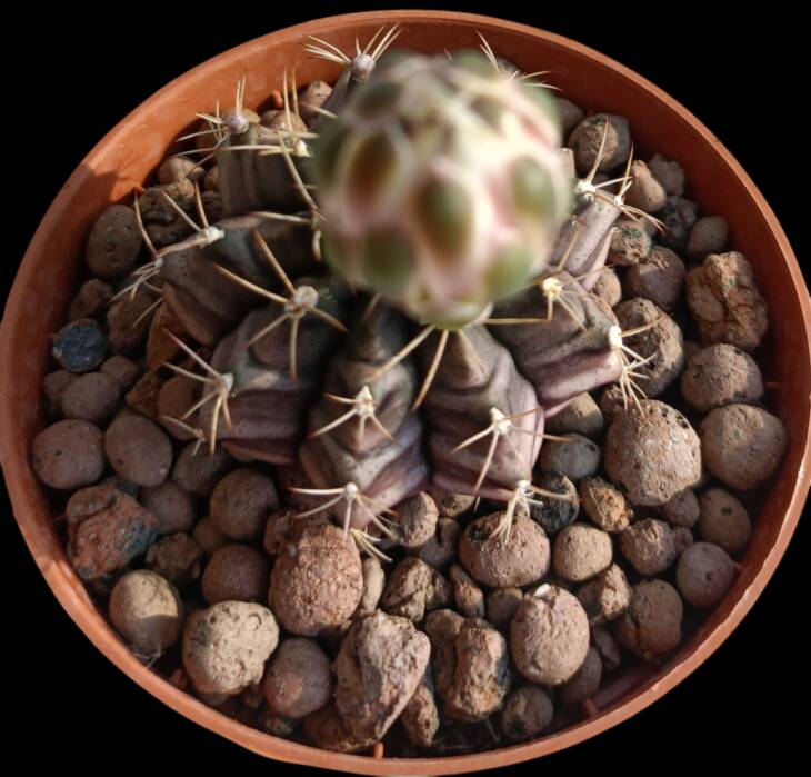 Gymnocalycium mihanovichii-8,5 cm saksı-ref 10B/22