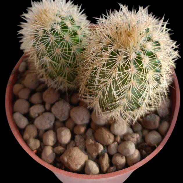 Echinopsis sp.-8,5 cm saksı-ref 10B/22