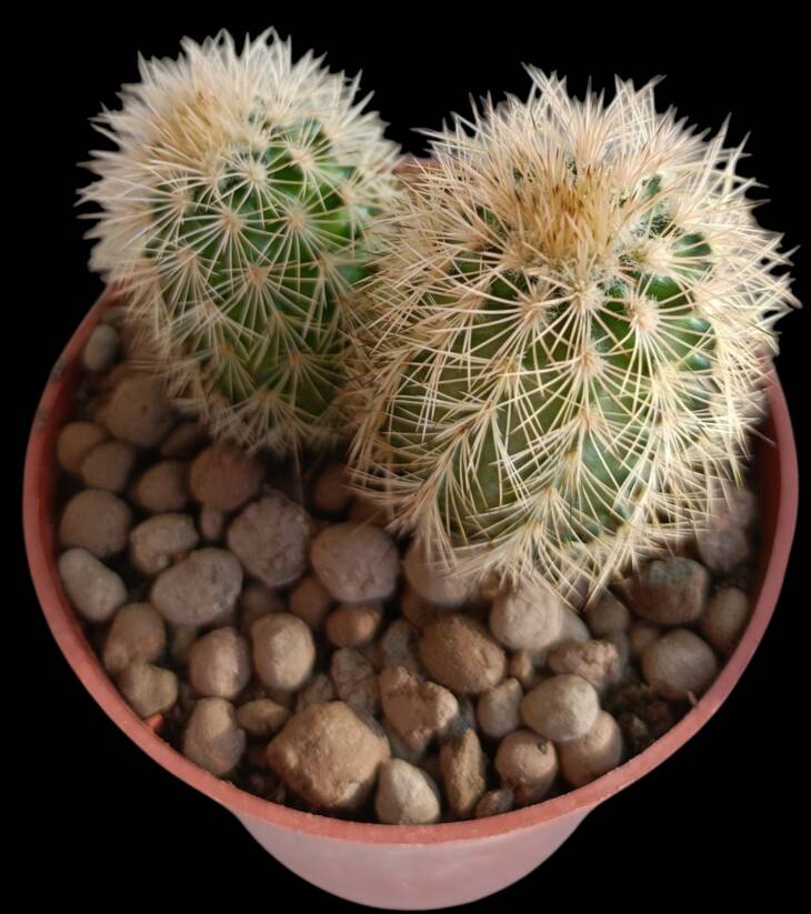 Echinopsis sp.-8,5 cm saksı-ref 10B/22