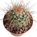 Parodia maxima-8,5 cm saksı-ref 10B/12