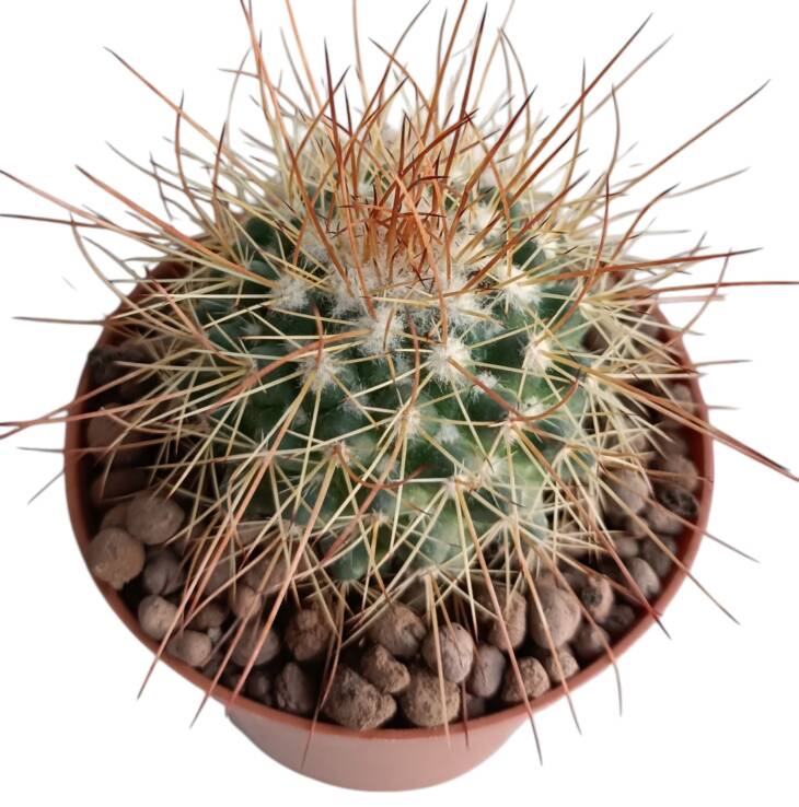 Parodia maxima-8,5 cm saksı-ref 10B/12