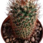 Mammillaria rhodantha f. fuscata-8,5 cm saksı-ref 10B/12