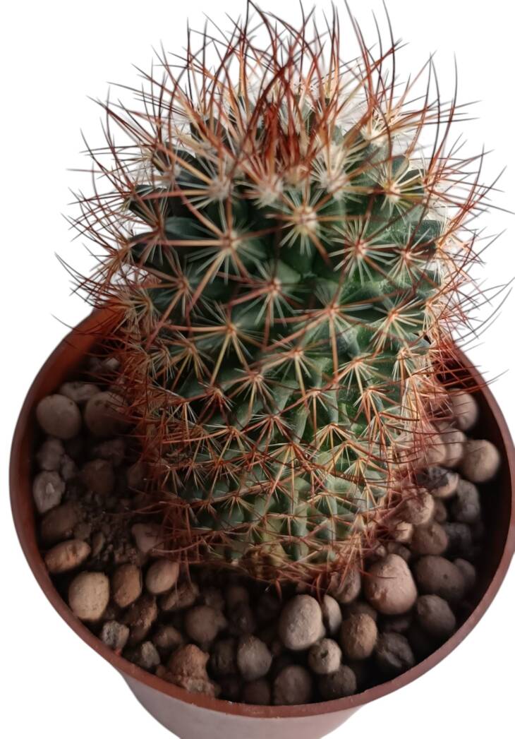 Mammillaria rhodantha f. fuscata-8,5 cm saksı-ref 10B/12