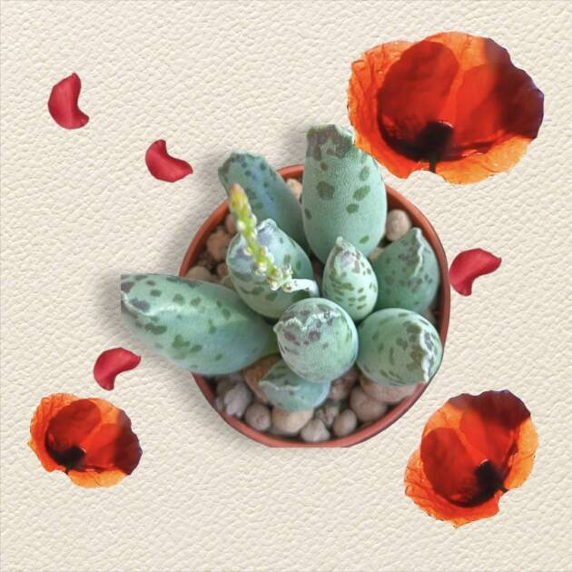 Sukulent set-5,5 cm saksılarda 3 farklı sukulent-ref 18A/43/S9