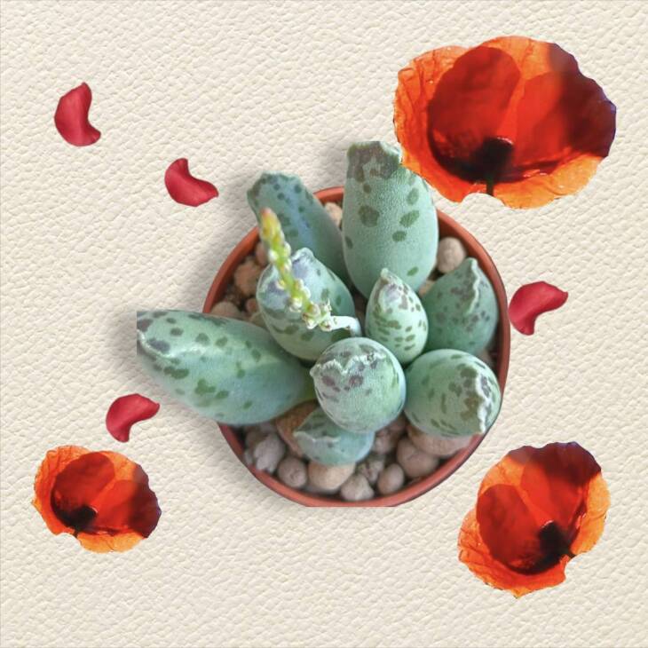Sukulent set-5,5 cm saksılarda 3 farklı sukulent-ref 18A/43/S9