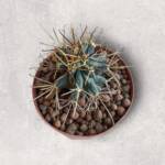 Ferocactus Emori-8,5 cm saksı-ref 10B/22