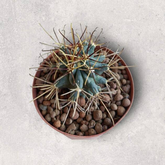 Ferocactus Emori-8,5 cm saksı-ref 10B/22