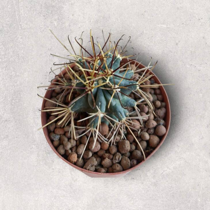 Ferocactus Emori-8,5 cm saksı-ref 10B/22