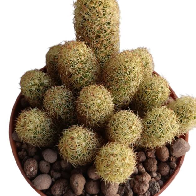 Mammillaria elongata-8,5 cm saksı-ref 10B/12