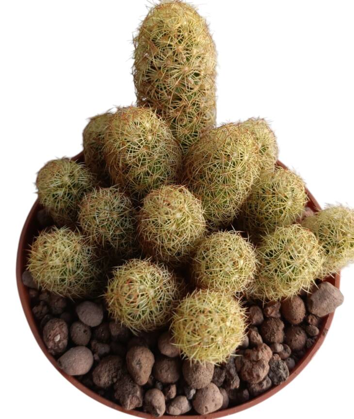 Mammillaria elongata-8,5 cm saksı-ref 10B/12