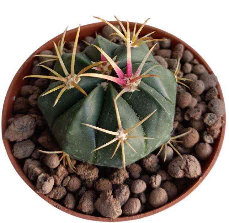Ferocactus histrix-85 cm saksı-ref 10B/12