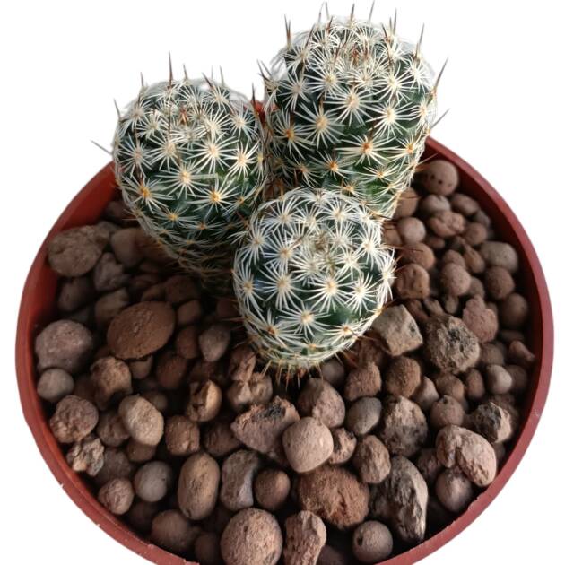 Mammillaria sp.-8,5 cm saksı-ref10B/12