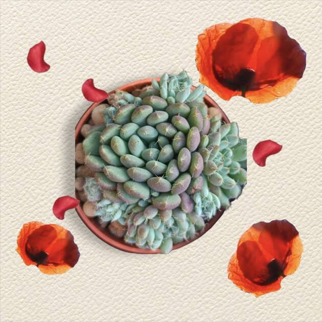 Üçlü sukulent set-herbiri 5,5 cm saksıda-ref 18A/43/B3