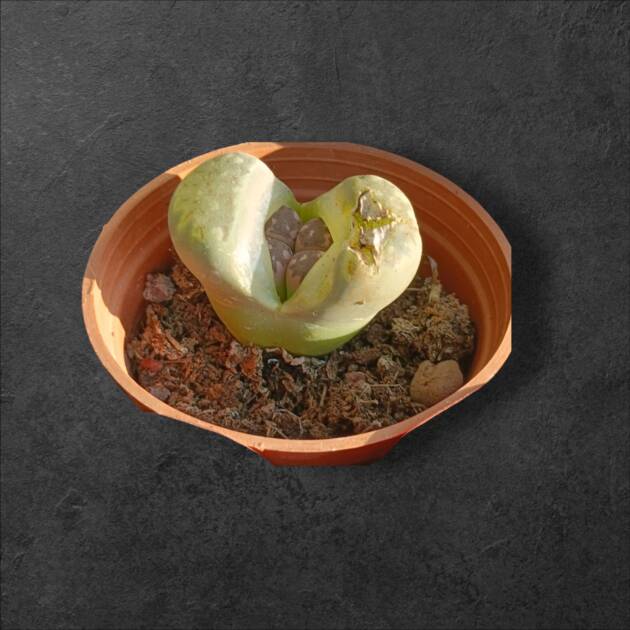 Üçlü lithops set-herbiri 5.5 cm saksıda 3 farklı lithops-ref 24A/19/ZA
