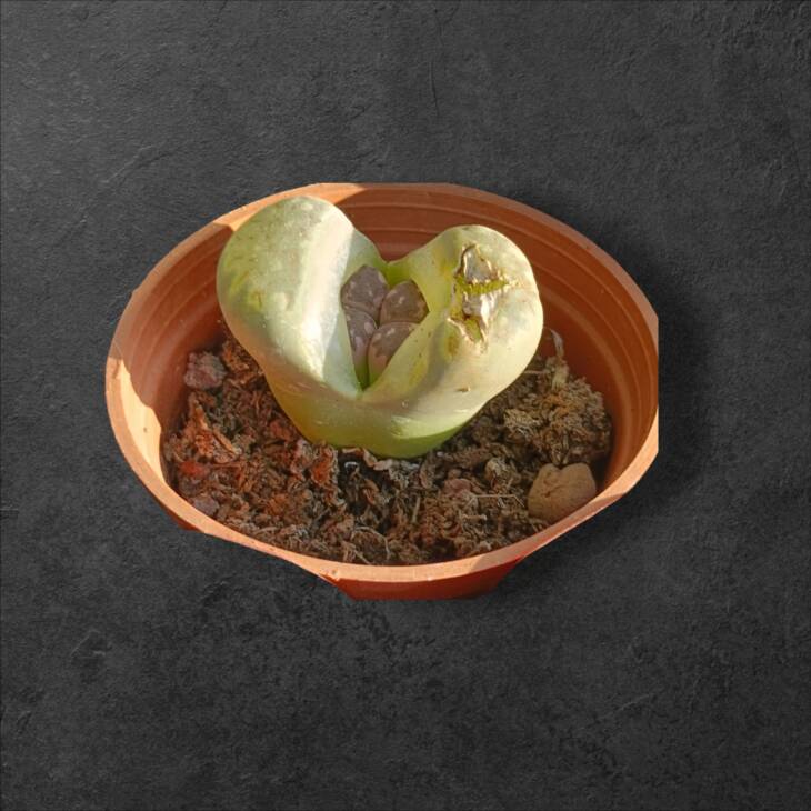 Üçlü lithops set-herbiri 5.5 cm saksıda 3 farklı lithops-ref 24A/19/ZA