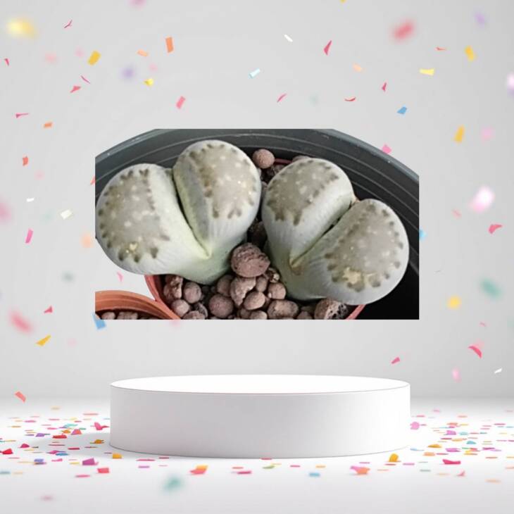 Lithops set- 3 farklı taş kaktüs herbiri 5.5 cm saksı-refm 24A/19/87