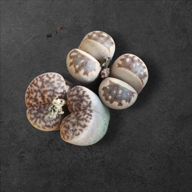 Üçlü set (sukulent+lithops+kaktüs) herbiri 5.5 cm saksıda 3 ürün --ref 17A/98/F41