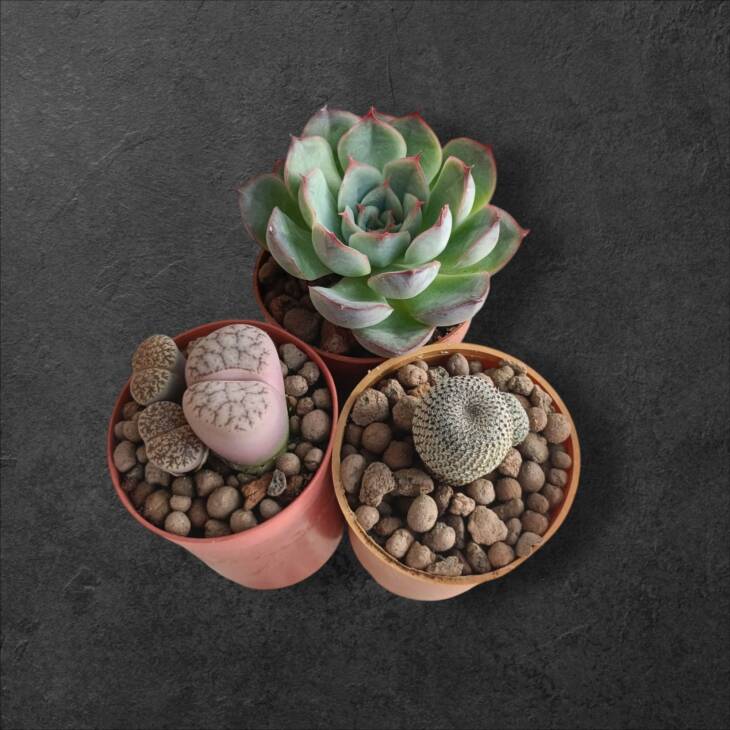 Üçlü set-5,5 cm saksılarda lithops+sukulnet+kaktüs--ref 17A/98/G43